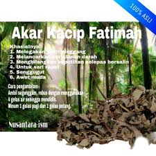 Kacip fatimah is traditionally used to maintain a healthy female. Akar Kacip Fatimah 100 Shopee Malaysia