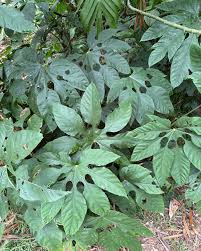 Image result for Araliaceae