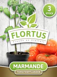 Cette tomate de belle taille, est un classique, particulièrement apprécié pour sa chair ferme et son goût prononcé qui rappelle les variétés tous les conseils. Tomate Marmande 3 Stuck Tomatenpflanzen Von Flortus Samenhaus Samen Samereien