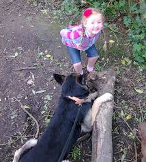 Explore 40 listings for german shepherd puppies for free in uk at best prices. German Shepherd Rescue Dogs Needing Homes Uk