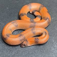 Image result for Amauropelta oppositiformis