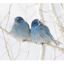 Blue Bird With Spiky Hair Birds Of A Feather Domashnie Pticy Sinie Kartinki Ptichki