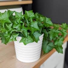 Cape Ivy Plant Care How To Grow German Ivy In Pots In 2020 Ivy Plants Plant Care Plants