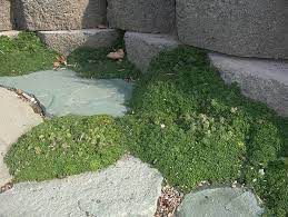 Maybe you would like to learn more about one of these? Best Ground Cover For Dogs Dog Friendly Backyard Install It Direct