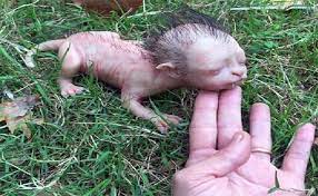 We did not find results for: German Zoophille Avec Cochon Zoophilie