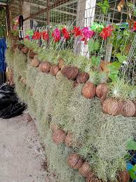 Tanaman ini jua bisa tumbuh dalam cuaca panas maupun dingin, sehingga menaruhnya di tempat yang sedikit tertutup tidak akan masalah bagi. Janggut Air Plant Ni Tak Menggunakan Pokok Bunga Viral Facebook