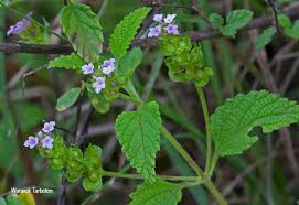 Image result for Lantana rugosa