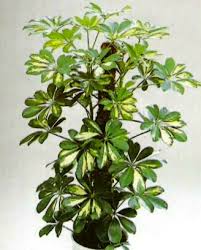 İç mekan süs bitkileri evleri güzelleştiren ve evde adeta botanik bahçesi oluşturmayı sağlayan çiçeklerdir. Yaprakli Salon Bitkileri Ve Bakimi