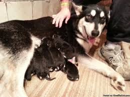 Find alaskan malamute puppies and breeders in your area and helpful alaskan malamute information. Gorgeous Alaskan Malamute Puppies For Sale In Philadelphia Pennsylvania Classified Americanlisted Com