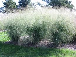 Image result for Panicum novemnerve