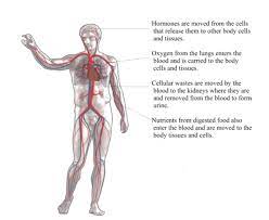 Circulatory System Opencurriculum