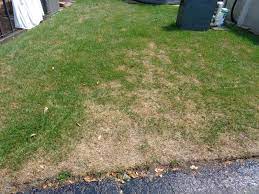 Watering frequently keeps the delicate roots from drying out, especially if your sod is exposed to full sunlight, and it prevents the sod from shrinking in. Relatively New Sod Slowly Dying In Patches Diy Home Improvement Forum