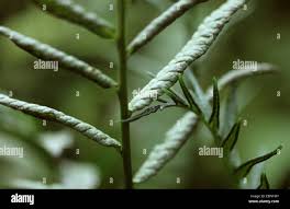 Image result for Pneumatopteris afra