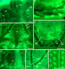 Maybe you would like to learn more about one of these? Early Evolution Of Cupedidae Revealed By A Mid Cretaceous Reticulated Beetle From Myanmar Coleoptera Archostemata Li 2019 Systematic Entomology Wiley Online Library