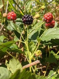 Image result for Rubus adolfi-friederici