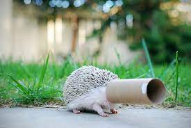 Toilet Paper Tube Quality Control Inspector 92 Cute Hedgehog Hedgehog Cute Animals