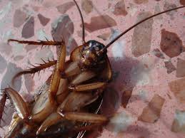 Doing away with clutter is important all the time but make it a practice before winter sets in. What Pests Come Out In Winter 15 Sneaky Cold Weather Intruders