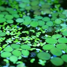 Duckweed Floating Aquarium Plants For Sale Online Petsolutions Floating Plants Planted Aquarium Freshwater Aquarium Plants