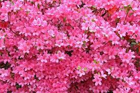 Pink Flowers Floral Tablet Wallpaper Azalea Flower Pink Azaleas Flower Images