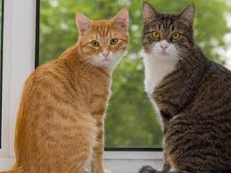 Makanan kucing yang mengandung taurin menambah tingkat manfaat tambahan untuk diet kucing anda. 5 Cara Merawat Kucing Kampung Agar Bulunya Lebat Pintarpet