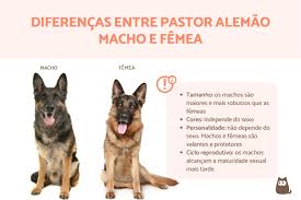Diferenças entre pastor alemão macho e fêmea - GUÍA COMPLETO