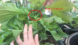 えごま 荏胡麻 の育て方 栽培 Lovegreen ラブグリーン