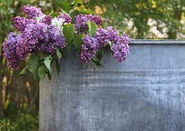 Playing With Lilacs Lilac Wisteria Pergola Lilac Flowers