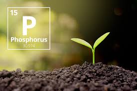 One of three major ingredients included in general fertilizers, phosphorus is essential for seed formation and important. The Importance Of Phosphorus To Crops