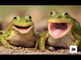 Funny Animals Screaming And Making Funny Noises Funny Animals Funny Animal Faces Funny Animals Talking