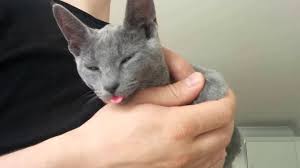 Russian Blue Kittens For Sale Adoptapet Com