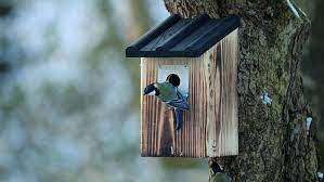 Nistkasten zum aufhängen kann hinsichtlich qualität und kosten verschiedentlich ausfallen. So Wahlen Sie Den Richtigen Nistkasten Aus