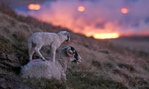 The best picture oscar is an academy award of merit presented to the best overall motion picture of the year by the academy of motion picture arts and sciences (ampas). Scotland Reopens And Distressed Lambs Monday S Best Photos News The Guardian