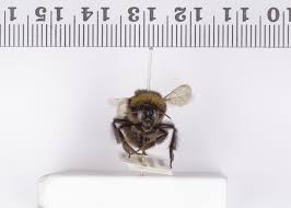Image result for Bombus subterraneus