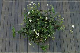 Also attractive as a ground cover, potted plant, or as an accent plant. Gibasis Geniculata