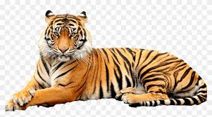 In this case we want the image to not be transparent when the user hovers over it. Download Tiger Png Transparent Images Transparent Backgrounds Point Defiance Zoo Aquarium Clipart 2586495 Pikpng