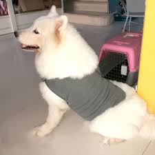 Smarter Shopping Better Living Aliexpress Com Thunder Shirt Vest Jacket Dog Vest