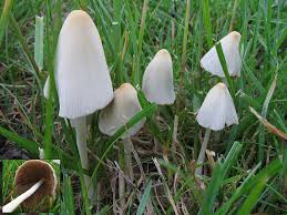 Image result for Conocybe lactea