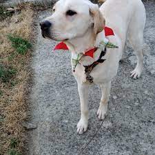 Our network of volunteers is located primarily in the southern and northeastern regions of the u.s. Adopt A Labrador Retriever Puppy Near Baltimore Md Get Your Pet