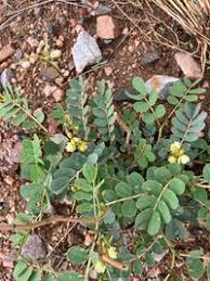 Image result for Senna italica