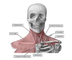 The interossei muscles (four dorsally and three volarly) originating between the metacarpal bones; Crossfit Cervical Muscles Part 1