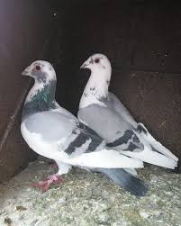 Pigeonsfans Posted To Instagram Pigeon Pigeons Racingpigeons Racingpigeon Pigeonsofinstagram Pigeonracing Guvercin Tauben Bird Birds Pigeonfan Pig