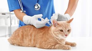 Harga rm45 tu termasuk sekali dengan ubat cacing. Cari Tahu Harga Vaksin Kucing Lindungi Dengan Asuransi