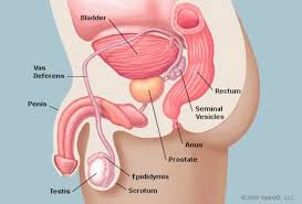 Symptoms can sometimes be noticed for the first time when the cancer advances. The 3 Most Common Problems Associated With The Prostate St John St Elizabeth Hospital