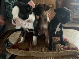 The boxer's primary ancestor, the old bullenbeisser (now extinct), was used in germany puppies for sale! Boxer Puppies For Sale In Fort Plain New York Want Ad Digest