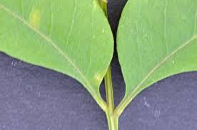 Image result for Atalaya alata