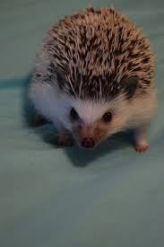 Happy Girl Hedgie Hedgehog 1 Year Old Animal Illustration Hedgehog Animals