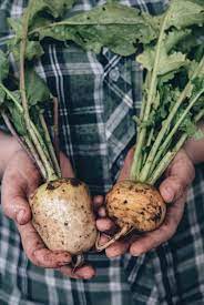 Some turnips are tasty when allowed to grow large, but check that's the case with your variety. How To Harvest And Store Turnips