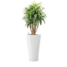 Im gegensatz zu normalen blumenkübel sind die pflanzkübel hoch meistens um einiges größer. Pflanzgefasse Fur Innen Jetzt Bequem Online Kaufen Lechuza