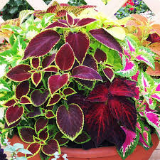Image result for Coleus sylvestris