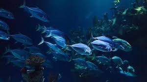 Our guide to some of the most endangered animal species in the uk that have suffered acute declines in recent years. 1m Animal Plant Species Threatened With Extinction